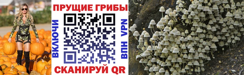 хочу   Гаврилов-Ям  ссылка на мегу зеркало  Галлюциногенные грибы Psilocybine cubensis 